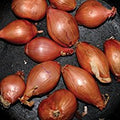 LP - Ty Segall - Fried Shallots