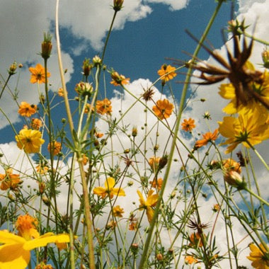 Tasha - (PRESALE 6/26/26) You Are Spring! (YELLOW WILDFLOWER VINYL) | Mint (M) Mint (M)