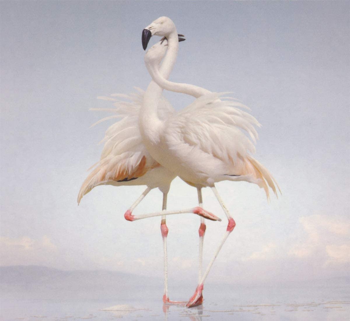 Rustie – Green Language - USED CD