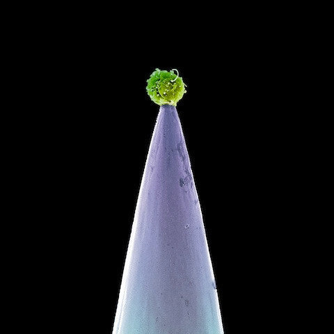 USED CD - Peter Gabriel – New Blood